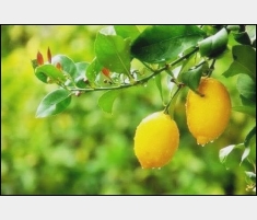 Satılık Limon Bahçesi Adana Karataş'ta